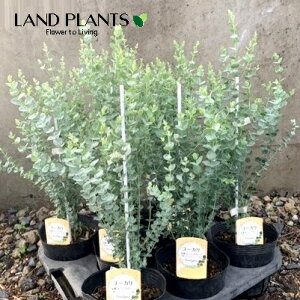 [Ji[O[j1 4.5 |bgc Eucalyptus