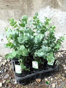 yP[X̔F8z [JiۗtFVlAj8 4.5 |bgc ۗt[J [JVlA Eucalyptus