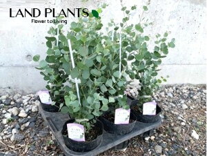 [JiEFuXeAiFn[g[Jj1 4.5 |bgc Eucalyptus