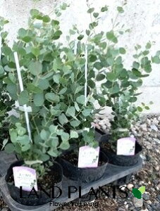 【ケース販売:8入】 ユーカリ(ウェブステリアナ:ハートユーカリ)8鉢 4.5号 ポット苗 Eucalyptus