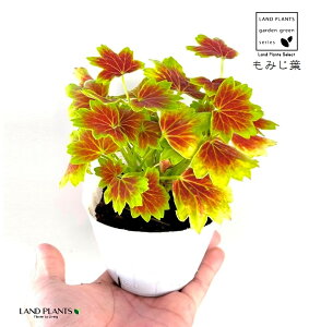 ݂t[jEi[jEj 3.5 |bgc 1 [jE [j[ ~Wo[jE gtt[jE Pelargonium x hortorum 'Vancouver Centennial'