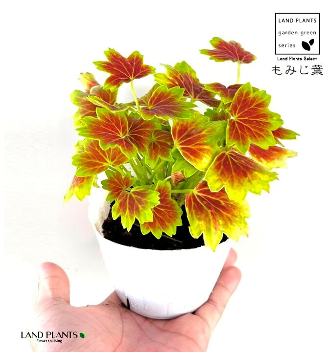 楽天市場】もみじ葉ゼラニウム（ゼラニウム） 3.5寸 ポット苗 1鉢 星咲 