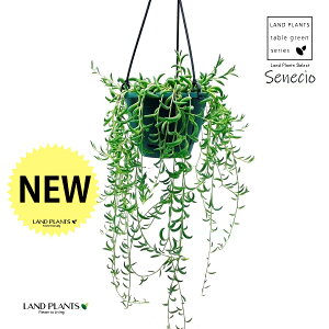 �O�����l�b�N���X�i�Q���Q�c�j 1�� 5�� �݂� �v���X�`�b�N�� ���������A�� ���� �����A�� �Z�l�V�I �~�J�d�L�l�b�N���X �O���[���l�b�N���X �l�b�N���X Senecio radicans