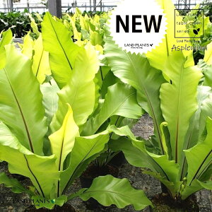 yV_Az AXvjEi^j^j 1 5 vX`bN V_ V_A ^}V_ Asplenium