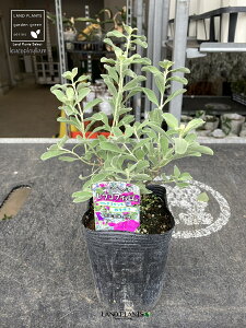ERtB 1 3.5 |bgc teXPX Vo[[t ϊΒ eLTXEZ[W(Texas sage) eLTXEVo[[t(Texas silverleaf) Leucophyllum frutescens