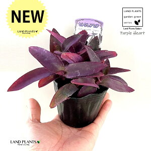 ZgNAZAiaFTLSej 3 |bgc 1 p[v n[g p[vn[g cNT TLcNT gfBXJ`A Tradescantia pallida ePurple Heartf