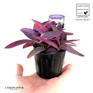 ZgNAZAiaFTLSej 3 |bgc 1 p[v n[g p[vn[g cNT TLcNT gfBXJ`A Tradescantia pallida ePurple Heartf