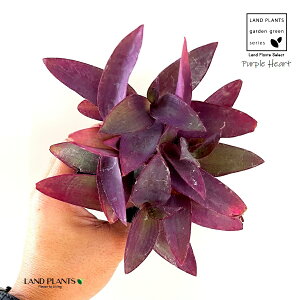 ZgNAZAiaFTLSej 3 |bgc 1 p[v n[g p[vn[g cNT TLcNT gfBXJ`A Tradescantia pallida ePurple Heartf