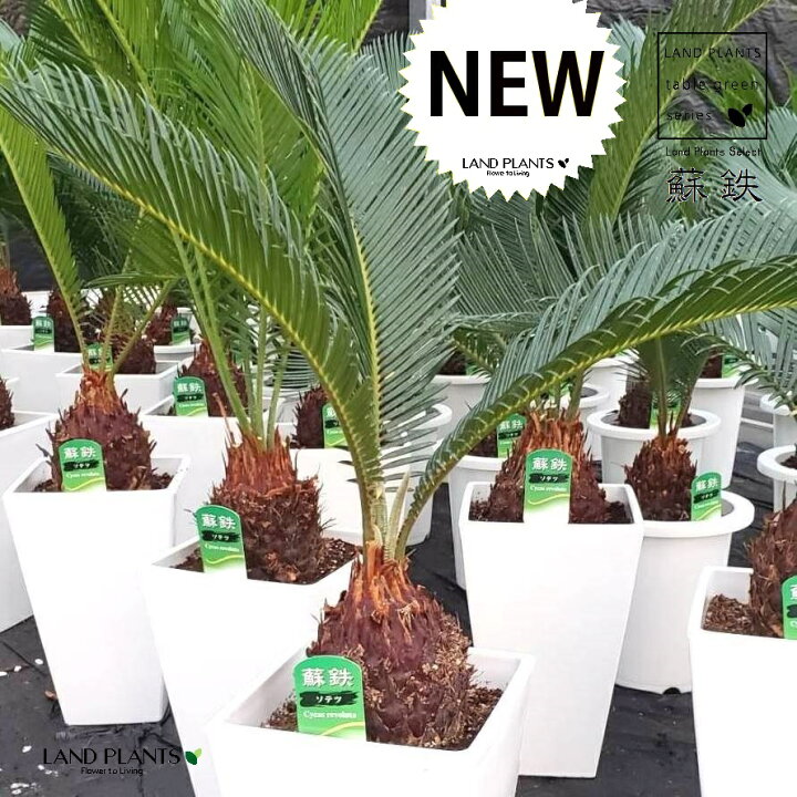 楽天市場】ソテツ（蘇鉄） 6号 プラスチック鉢 1鉢 裸子植物 