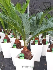 \ecihSj 6 vX`bN 1 qA Wpj[YETSEp[ Cycas revoluta Japanese sago palm