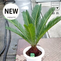 楽天市場】ソテツ（高さ（植物）～ 70.9cm）の通販