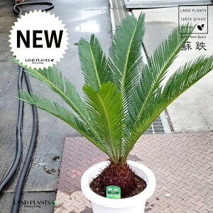 \ecihSj 7 vX`bN 1 qA Wpj[YETSEp[ Cycas revoluta Japanese sago palm