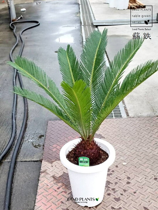 楽天市場】ソテツ（蘇鉄） 7号 プラスチック鉢 1鉢 裸子植物 