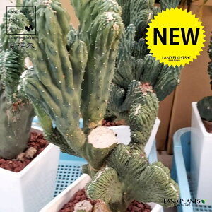 �����E�W���{�N�i�ԉ��F�e�b�J�j 6�� �v���X�`�b�N�� 1�� �T�{�e�� �~���e�B���J�N�c�X ���_�� Myrchillocactus geometorizans f. crist.