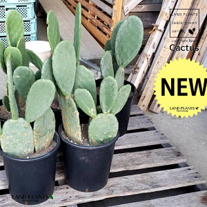 T{eiE`T{ej1 8 vdl F vX`bN Opuntia