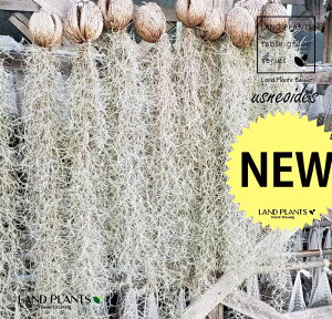 yGA[vcz EXlICfXiXpjbVXj1{ `WA Tillandsia usneoides