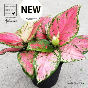AOIl}ir[eB[j 5 vX`bN 1 Aglaonema 'Beauty'