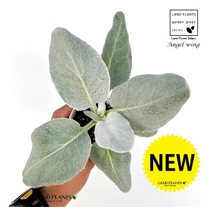 �G���W�F���E�B���O�i�Z�l�V�I�j �V�g�̉H 2.5�� �|�b�g�c 1�� �񂹐A�� ��A�� �Ԓd �c �c�� �G���W�F�� �E�B���O �Z�l�V�I �V�l�����A �Z�l�L�I �L�l�����A Senecio Angelwing