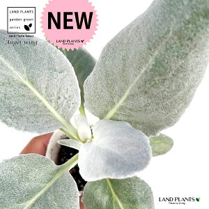 �G���W�F���E�B���O�i�Z�l�V�I�j �V�g�̉H 2.5�� �|�b�g�c 1�� �񂹐A�� ��A�� �Ԓd �c �c�� �G���W�F�� �E�B���O �Z�l�V�I �V�l�����A �Z�l�L�I �L�l�����A Senecio Angelwing