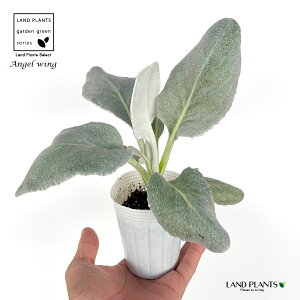 �G���W�F���E�B���O�i�Z�l�V�I�j �V�g�̉H 2.5�� �|�b�g�c 1�� �񂹐A�� ��A�� �Ԓd �c �c�� �G���W�F�� �E�B���O �Z�l�V�I �V�l�����A �Z�l�L�I �L�l�����A Senecio Angelwing