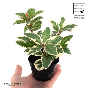 uREWij 3 |bgc 1 Ԃ Mq q \񂹐A A Ԓd c c ArdisiaJaponica