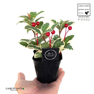 uREWiFԃsbNtj 3 |bgc 1 Ԃ Mq q \񂹐A A Ԓd c c ArdisiaJaponica