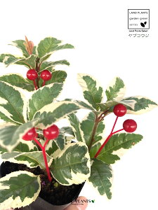 uREWiFԃsbNtj 3 |bgc 1 Ԃ Mq q \񂹐A A Ԓd c c ArdisiaJaponica