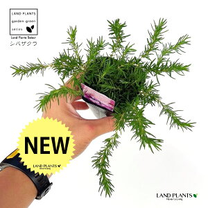 VoUNiōj 3 |bgc 1 Vo č   XtbNX nicNT ԋl Ԓܑ Phlox subulata