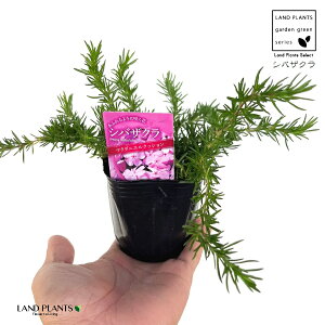 VoUNiōj 3 |bgc 1 Vo č   XtbNX nicNT ԋl Ԓܑ Phlox subulata