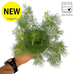 y󏭕iz AfiTX Aoj[ EB[[ubV 4 vX`bN 1 I[XgAYŃ}KVȂ̏Ύ AfiTX EH[[ubV Adenanthos Albany Woolly Bush