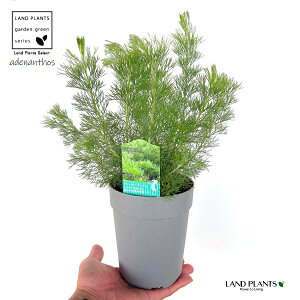 y󏭕iz AfiTX Aoj[ EB[[ubV 4 vX`bN 1 I[XgAYŃ}KVȂ̏Ύ AfiTX EH[[ubV Adenanthos Albany Woolly Bush