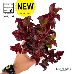 yc؁z mViRe[EJ[[bhj 3 |bgc 1 ZCECie Cie AJCie V AJV Axillaris Curly Red