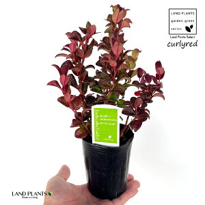 yc؁z mViRe[EJ[[bhj 3 |bgc 1 ZCECie Cie AJCie V AJV Axillaris Curly Red