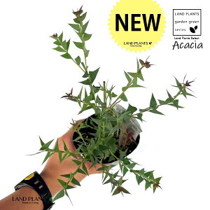 OptAJVAiAJVAj 3.5 |bgc 1 F̉ Opt TJNoAJVA Acacia cultriformis knife-leaf wattle