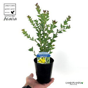 OptAJVAiAJVAj 3.5 |bgc 1 F̉ Opt TJNoAJVA Acacia cultriformis knife-leaf wattle
