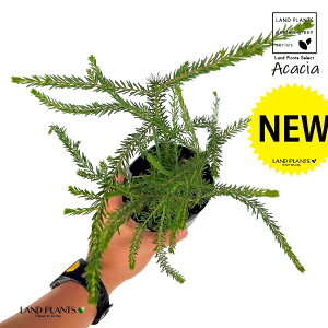 AJVAiS[fgbvj 3.5 |bgc 1 F̉ ␫AJVA S[f gbv Acacia 'GoldenTop' Acacia conferta
