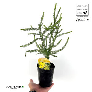 AJVAiS[fgbvj 3.5 |bgc 1 F̉ ␫AJVA S[f gbv Acacia 'GoldenTop' Acacia conferta