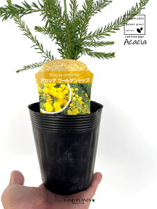 AJVAiS[fgbvj 3.5 |bgc 1 F̉ ␫AJVA S[f gbv Acacia 'GoldenTop' Acacia conferta