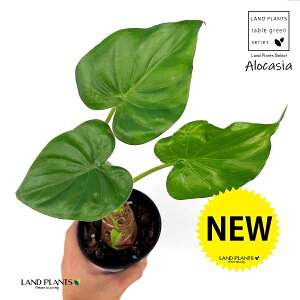 V}NYC iAJVAENN[^j1 4 vX`bN 1 AJVAbhV[Nbg NYC NYC Alocasia 'cucullata'