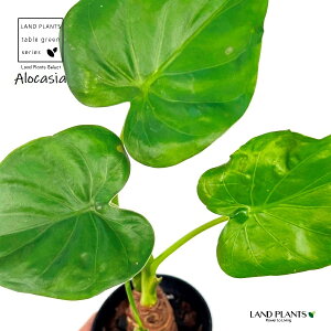 V}NYC iAJVAENN[^j1 4 vX`bN 1 AJVAbhV[Nbg NYC NYC Alocasia 'cucullata'