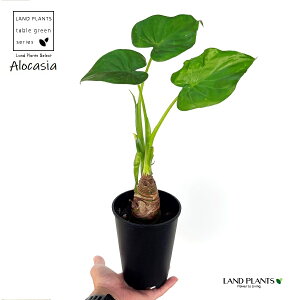 V}NYC iAJVAENN[^j1 4 vX`bN 1 AJVAbhV[Nbg NYC NYC Alocasia 'cucullata'