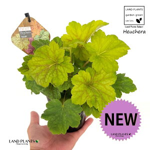 q[P iCF΁j1 4 |bgc c{TS َX R[x LmV^ J[[tvc J[[t Heuchera