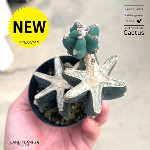 T{ei2iu`j 2.5 vX`bN 1 Sʊp T{e ZEX JN^X Cereus repandus