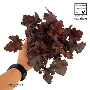 q[P i{h[Fj1 4 |bgc eBOt@C[c{TS َX R[x LmV^ J[[tvc J[[t Heuchera