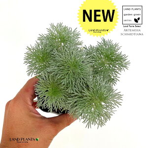 iR쑐j 3 |bgc 1 ATM\E ATM M  e LN ~ ~͂̉ Artemisia schmidtiana