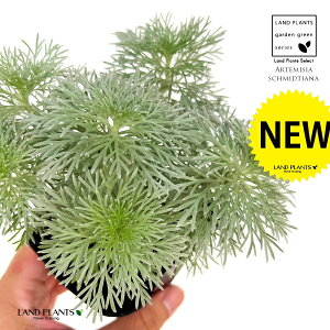 iR쑐j 3 |bgc 1 ATM\E ATM M  e LN ~ ~͂̉ Artemisia schmidtiana