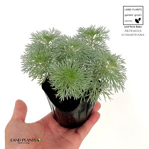 朝霧草(山野草) 3寸 ポット苗 1鉢 アサギリソウ アサギリ草 ヨモギ よもぎ 菊 キク 盆栽 盆栽の下草 Artemisia schmidtiana