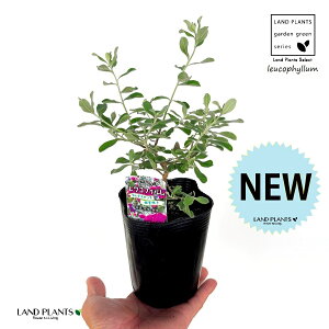 ERtB ilG炫j 1 3.5 |bgc teXPX Vo[[t ϊΒ eLTXEZ[W(Texas sage) eLTXEVo[[t(Texas silverleaf) Leucophyllum frutescens