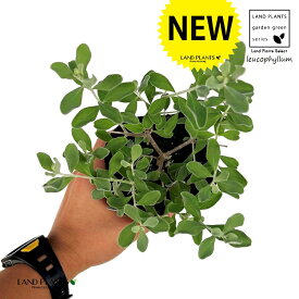 レウコフィルム （四季咲き） 1鉢 3.5号 プラスチック鉢 フルテスケンス シルバーリーフ 耐寒性常緑低木 テキサス・セージ(Texas sage) テキサス・シルバーリーフ(Texas silverleaf) Leucophyllum frutescens