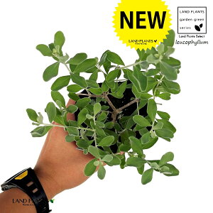 ERtB ilG炫j 1 3.5 vX`bN teXPX Vo[[t ϊΒ eLTXEZ[W(Texas sage) eLTXEVo[[t(Texas silverleaf) Leucophyllum frutescens